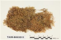 藏品(青苔科)的圖片